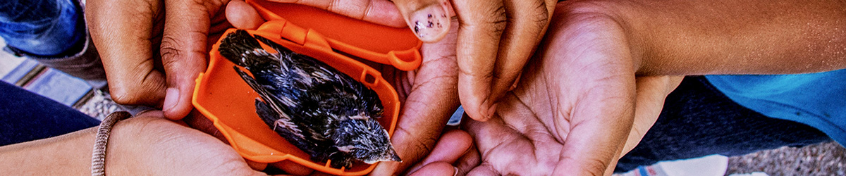 children's hands holding a hatched baby bird
