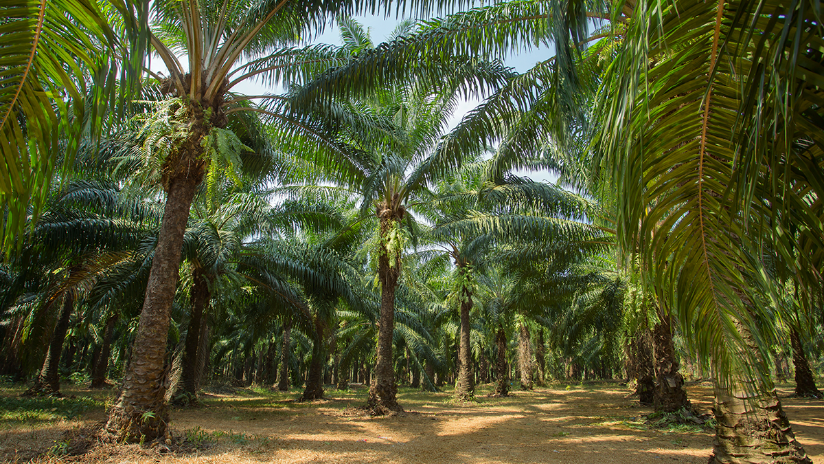 Our stance on palm oil