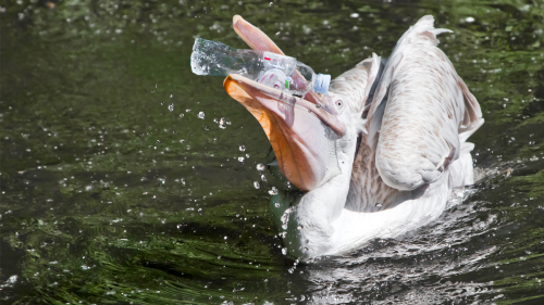 Pelican