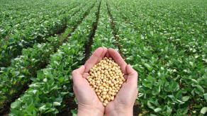 Five things about soya beans