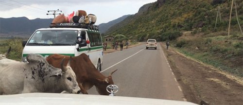 Cows crossing the road