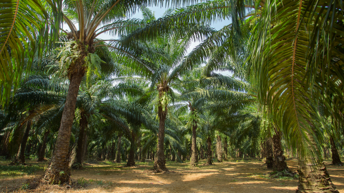 palm trees