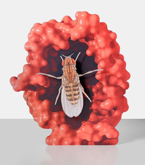 <strong>Loan</strong> <em>Approximation (5dl5.0 chimera surface ligand, fruit fly)</em>, Katja Novitskova, 2017<br> <strong>Title of exhibition</strong>: <em>If Only You Could See What I’ve Seen With Your Eyes</em><br> <strong>Location</strong>: Art Museum of Estonia Foundation, Tallinn<br> <strong>Period</strong>: 6 December 2017 – 30 June 2018<br> <strong>Link</strong>: <L CODE="C08">https://www.ifonlyyoucouldseewhativeseenwithyoureyes.com/</L>