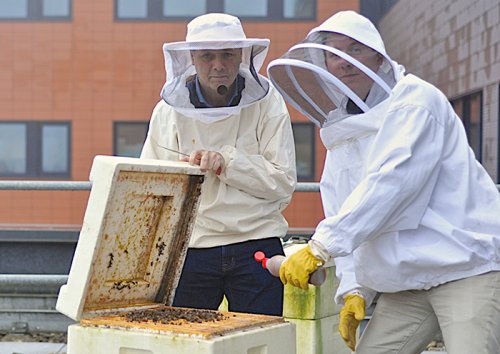 Master and apprentice: In peak times, Joost Leendertz and Jurgen Reij manage around 120,000 bees on the roof of the Haarlerbergpark building in Amsterdam.