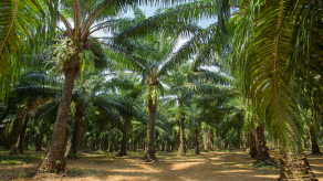 ING to enter NCP-facilitated dialogue with NGOs on palm oil