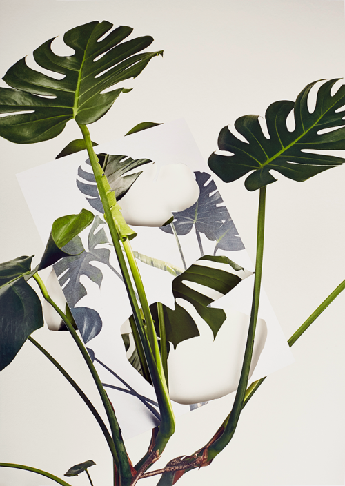 Alma Haser (1989)<br /><em>Monstera Deliciosa, from Pseudo</em>, 2018<br />89 x 63 cm<br />Layered and cut digital pigment prints