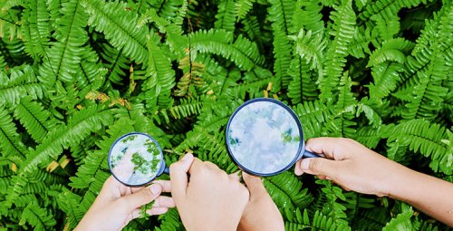 Close up of hands holding magnifying glassess looking at ferns