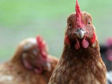ING publishes policy for animal welfare ING publishes policy for animal welfare